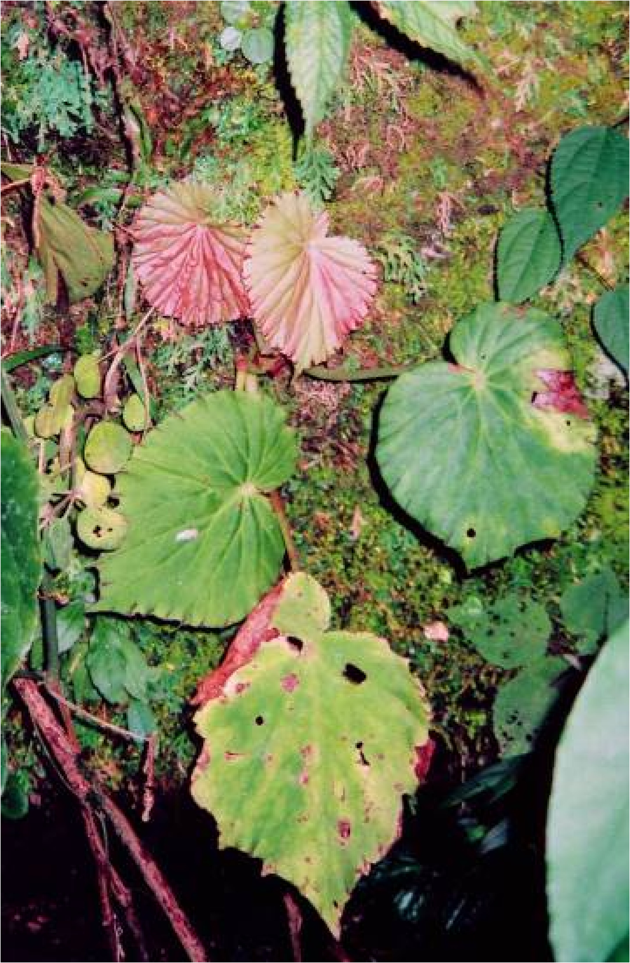 B. multistaminea